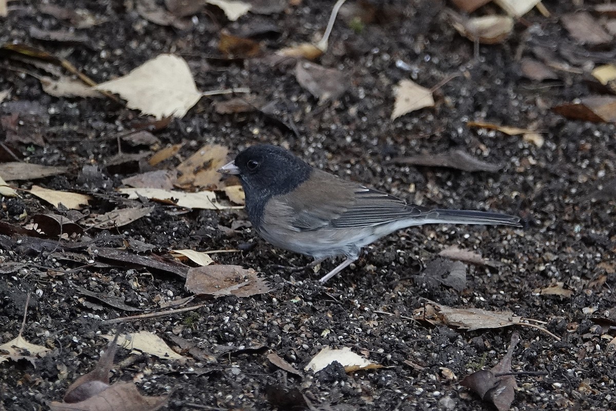Dark-eyed Junco - ML645094103