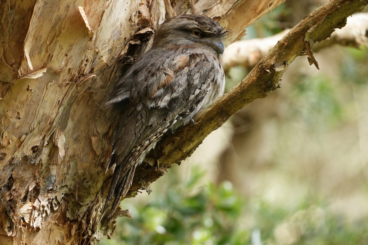 Tawny Frogmouth - ML645094110