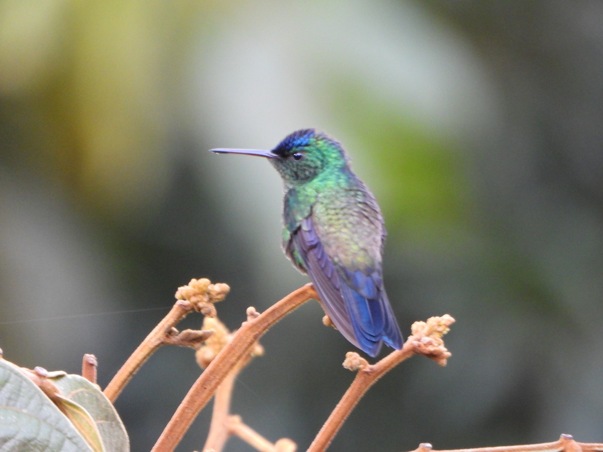 Amazilia Capiazul - ML645094112