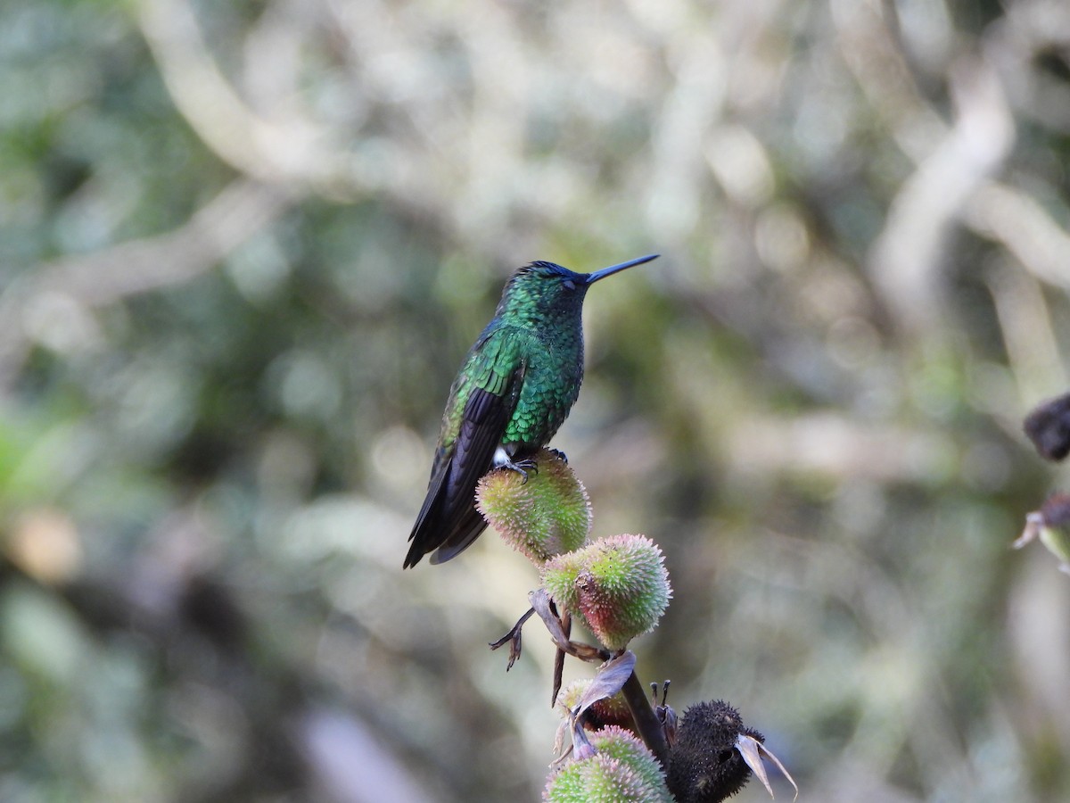 Amazilia Capiazul - ML645094113