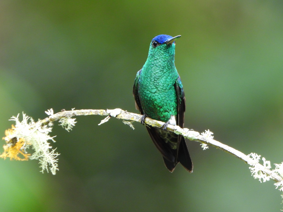 Amazilia Capiazul - ML645094114