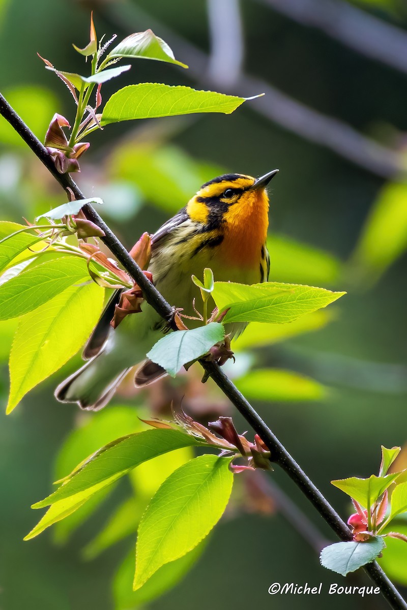 hemlokkparula - ML645094115