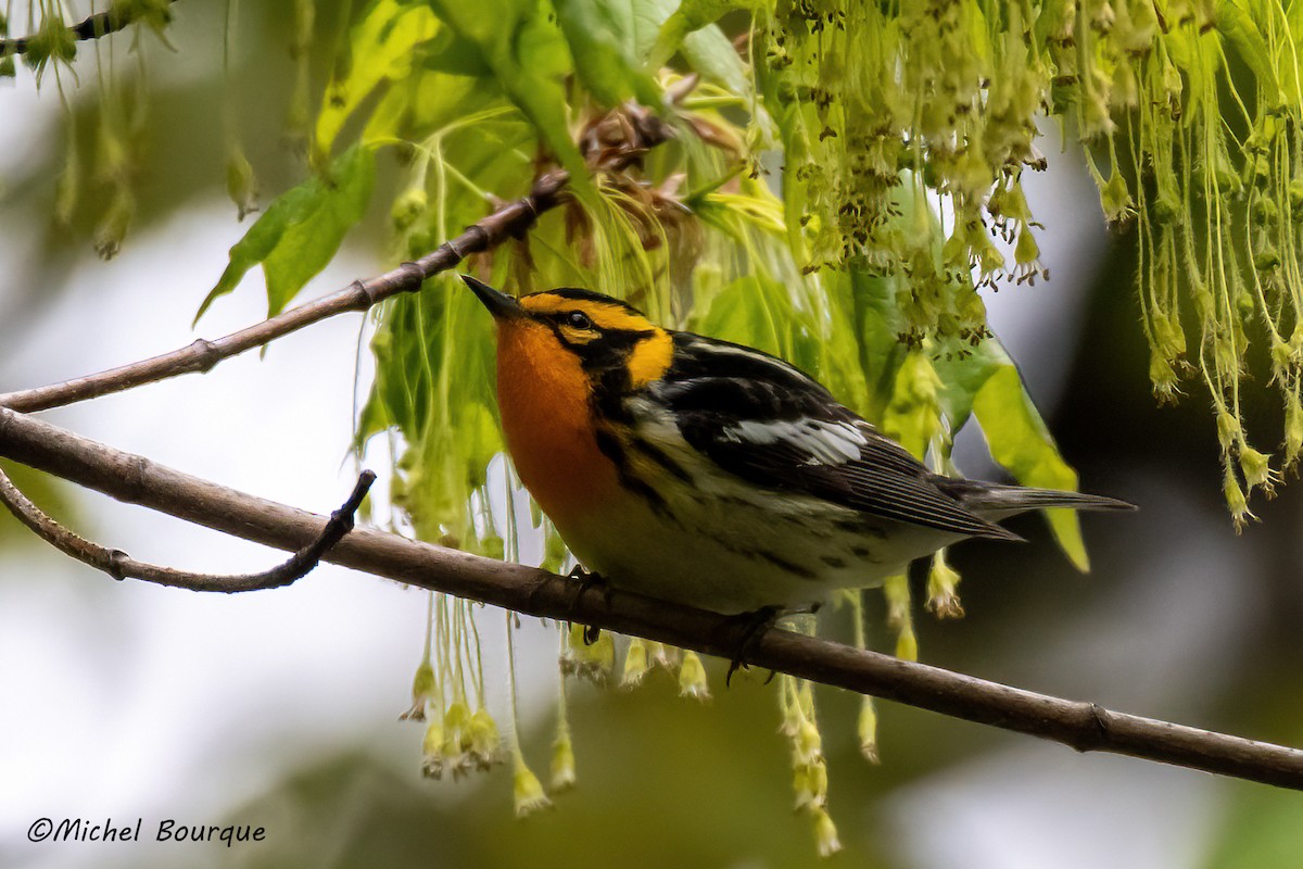 hemlokkparula - ML645094117