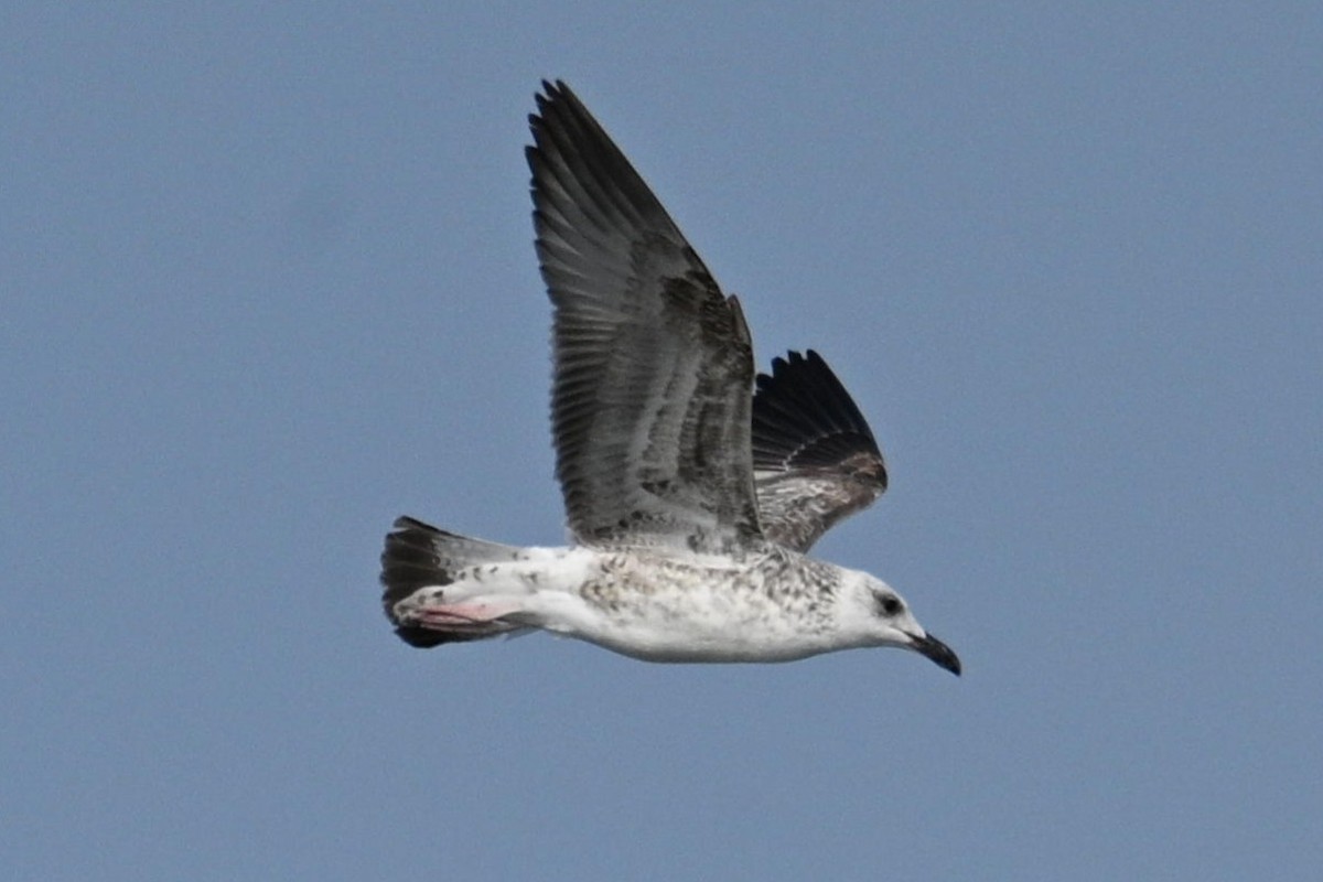 Gaviota Sombría - ML645094123