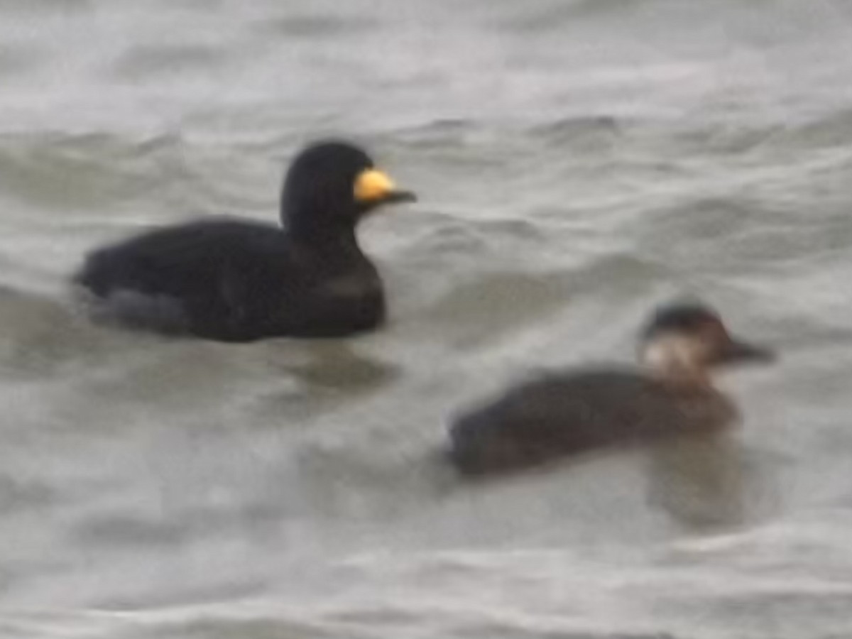 Black Scoter - ML645094133