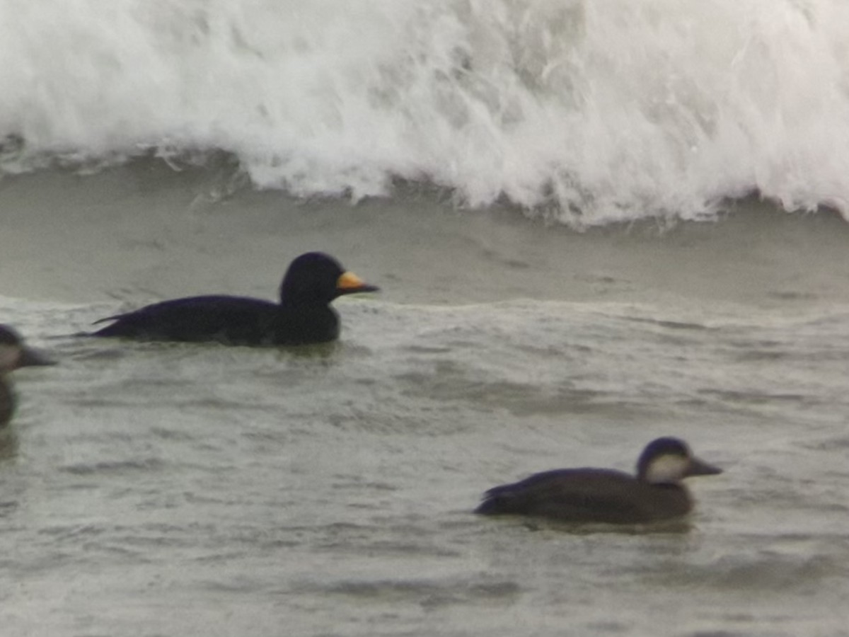 Black Scoter - ML645094134