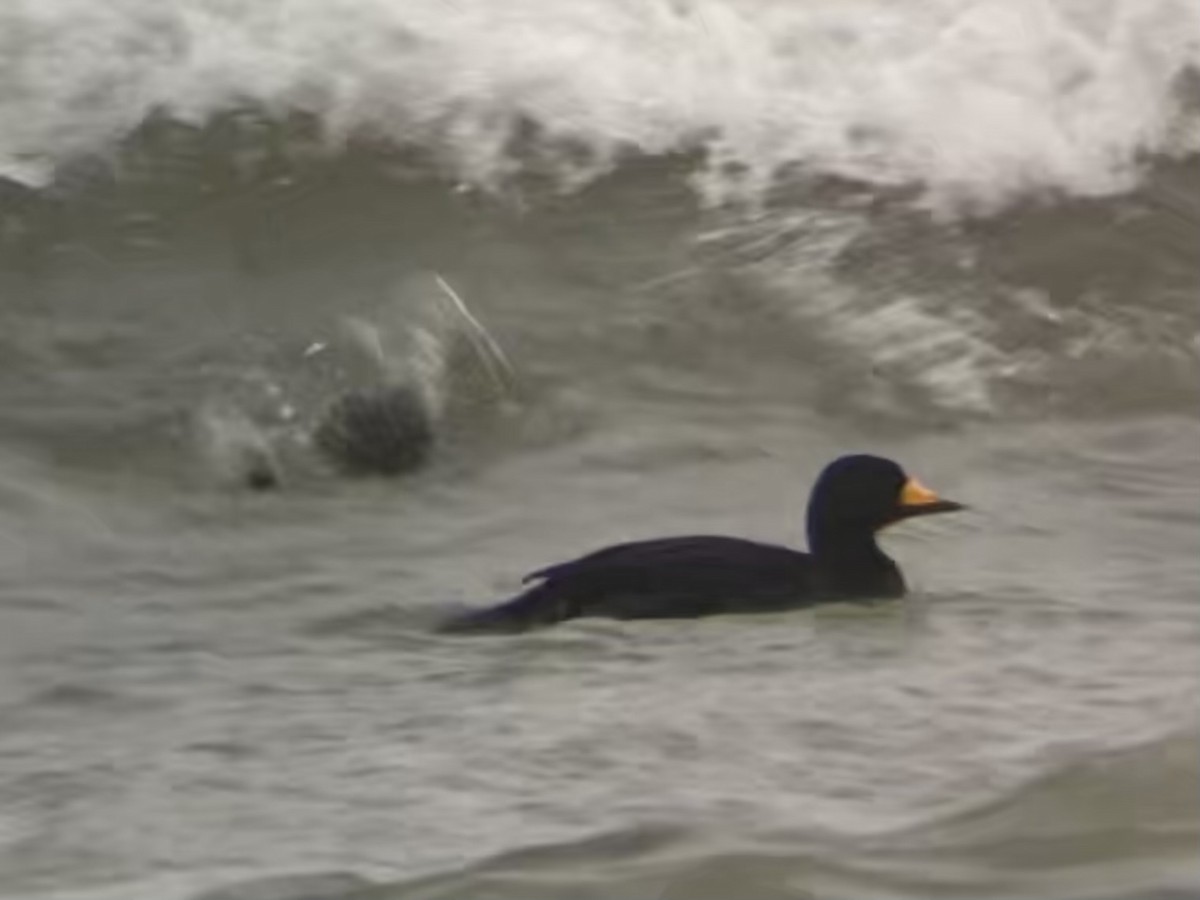 Black Scoter - ML645094135