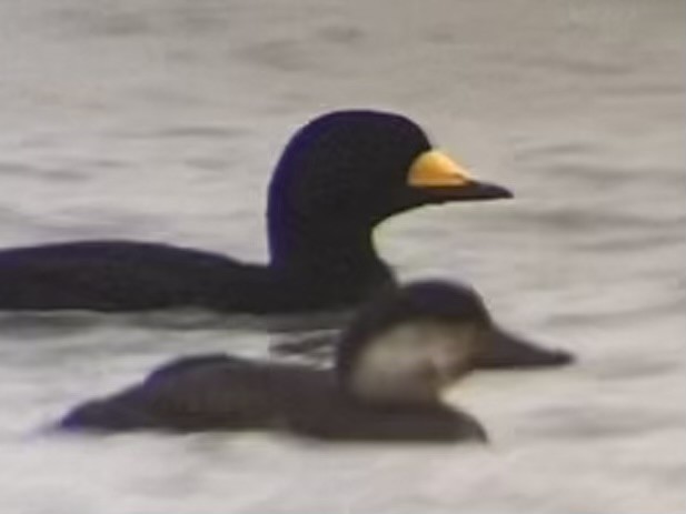 Black Scoter - ML645094137