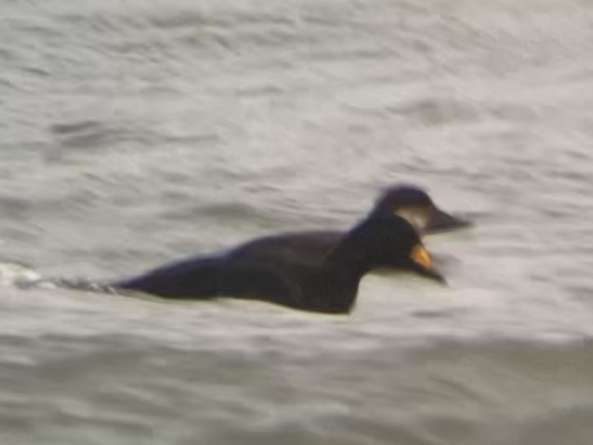 Black Scoter - ML645094138