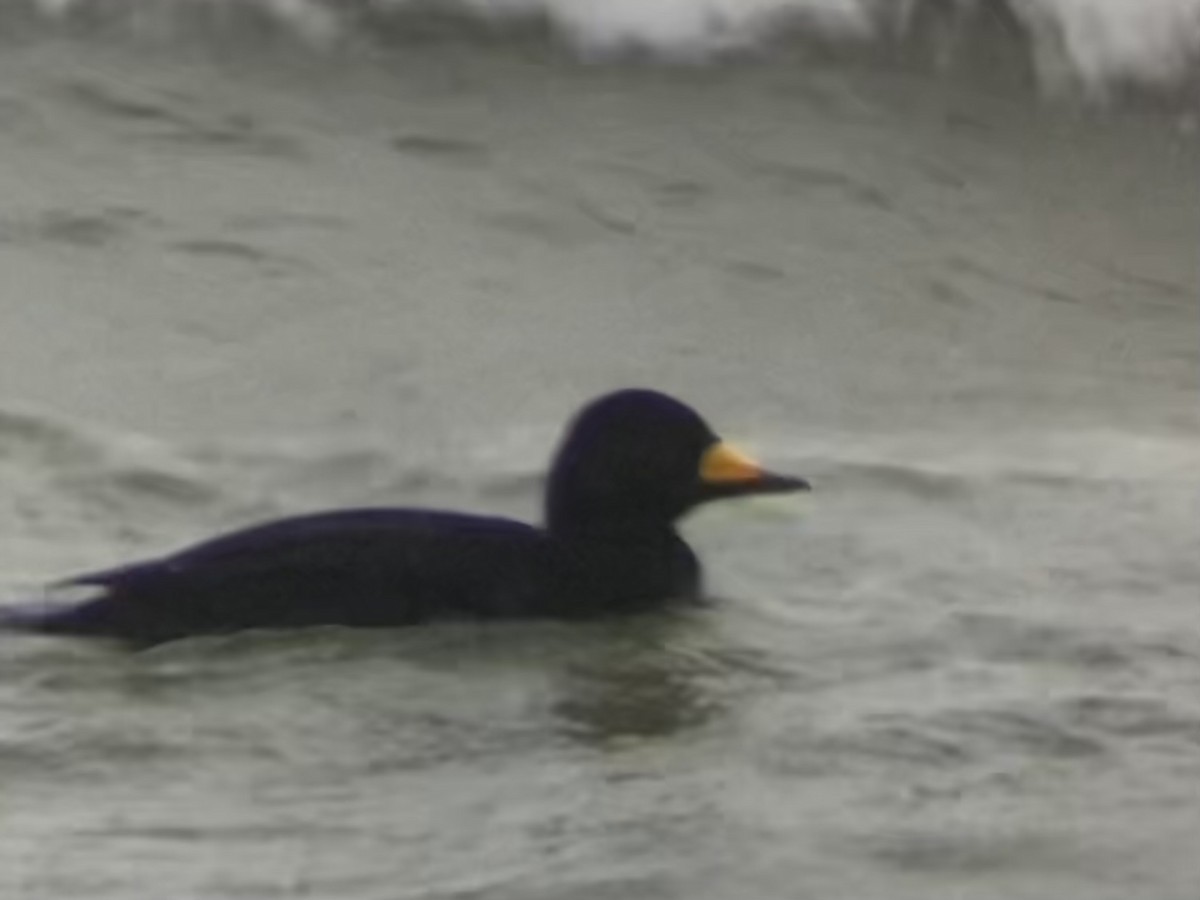 Black Scoter - ML645094139