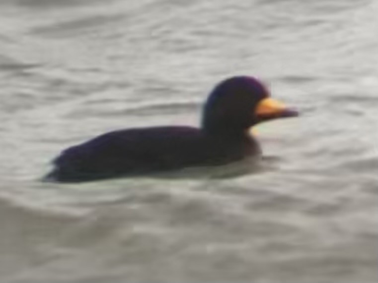 Black Scoter - ML645094141