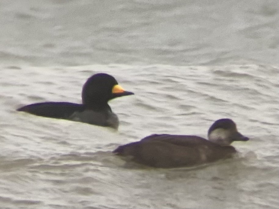 Black Scoter - ML645094142