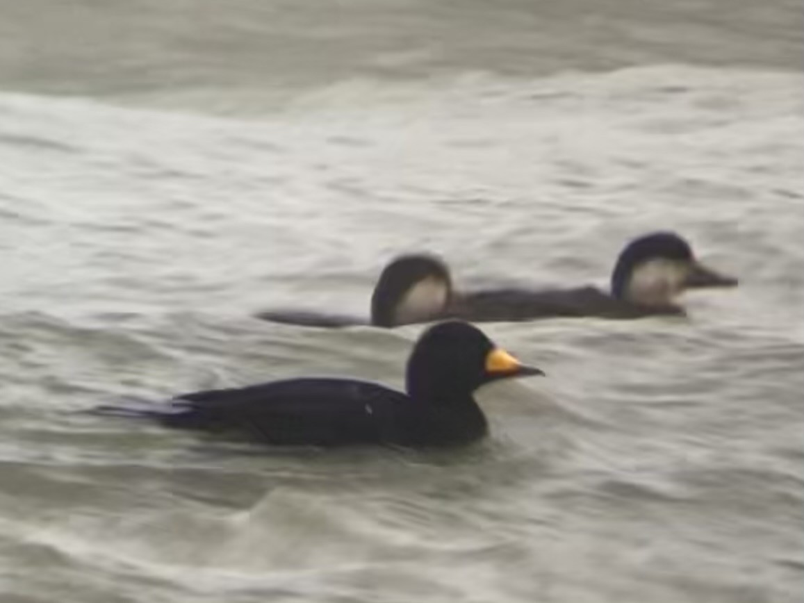 Black Scoter - ML645094143