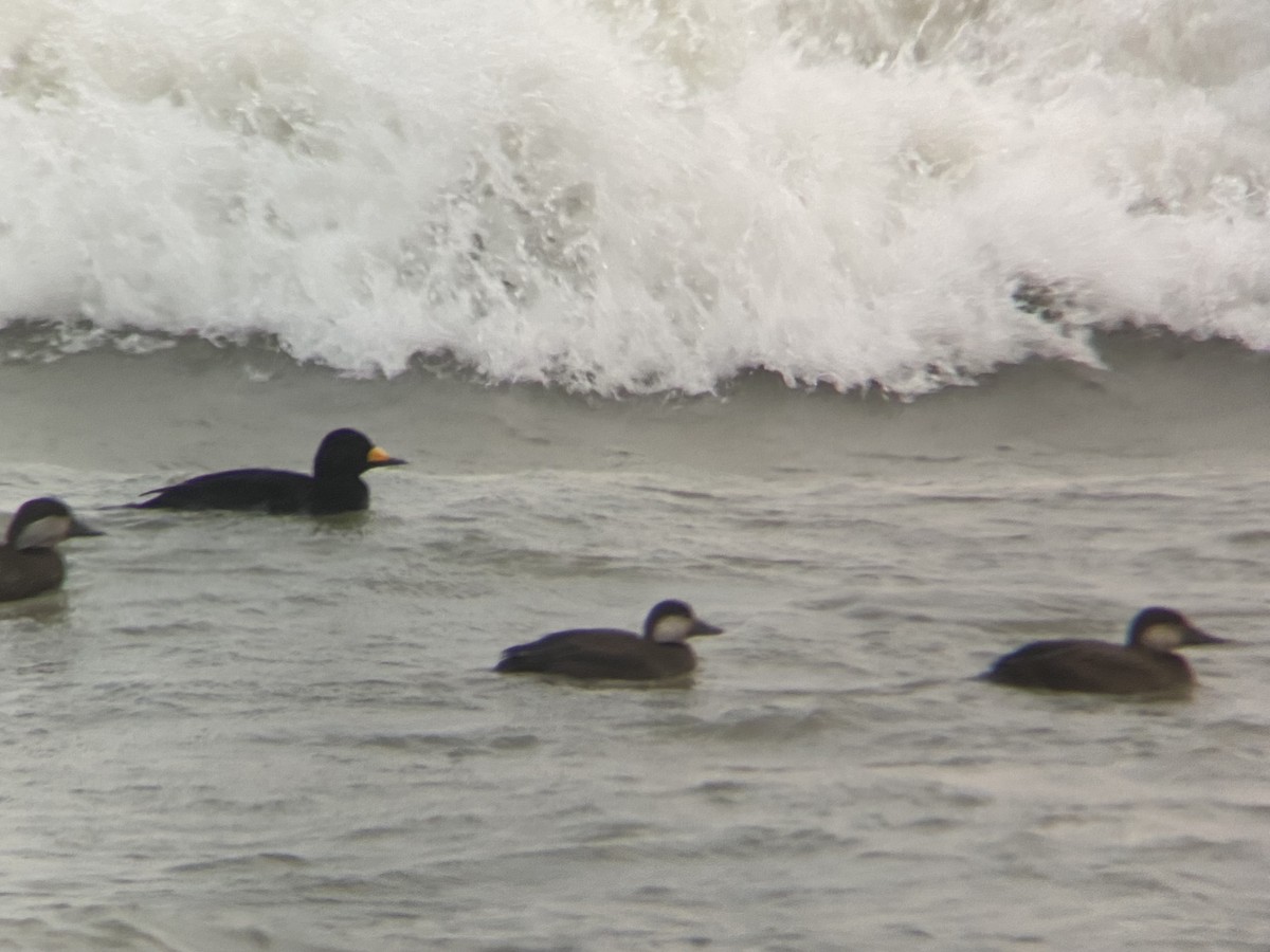 Black Scoter - ML645094145