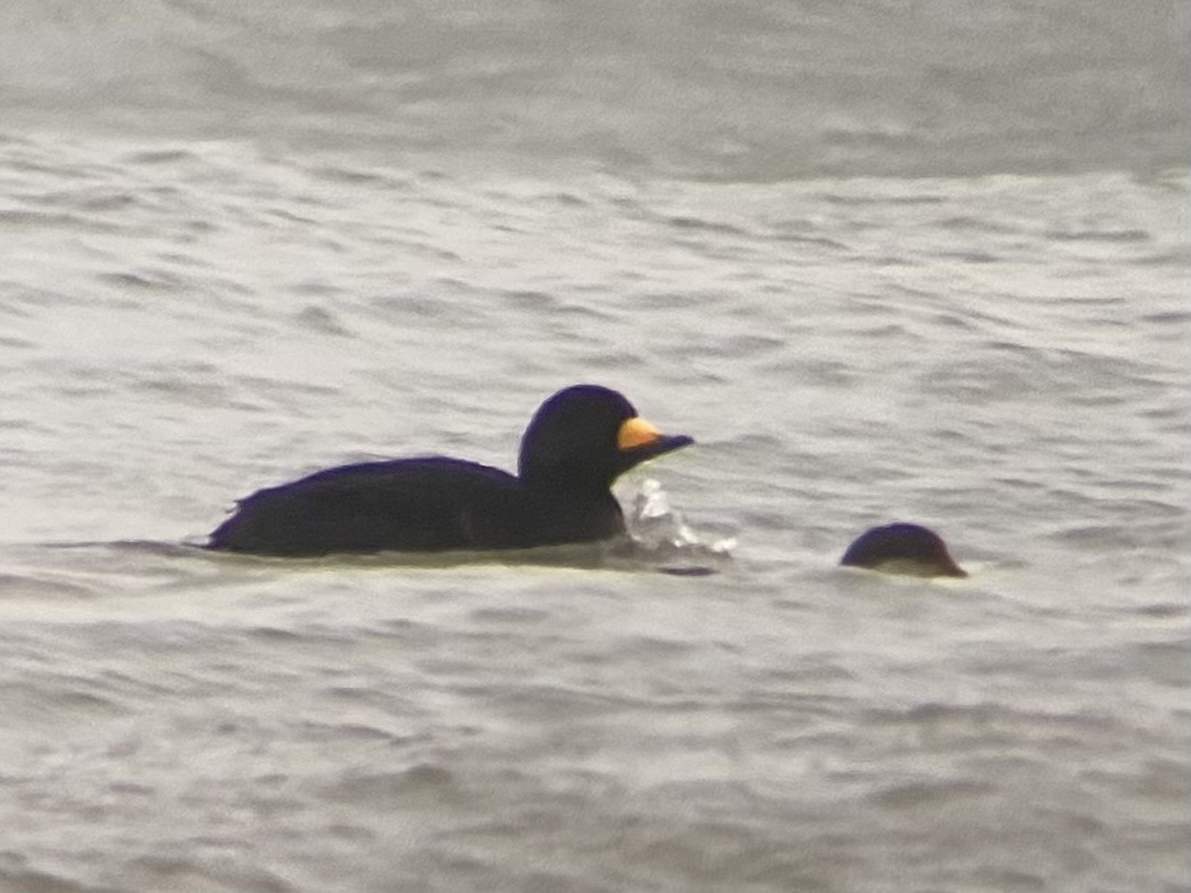 Black Scoter - ML645094146