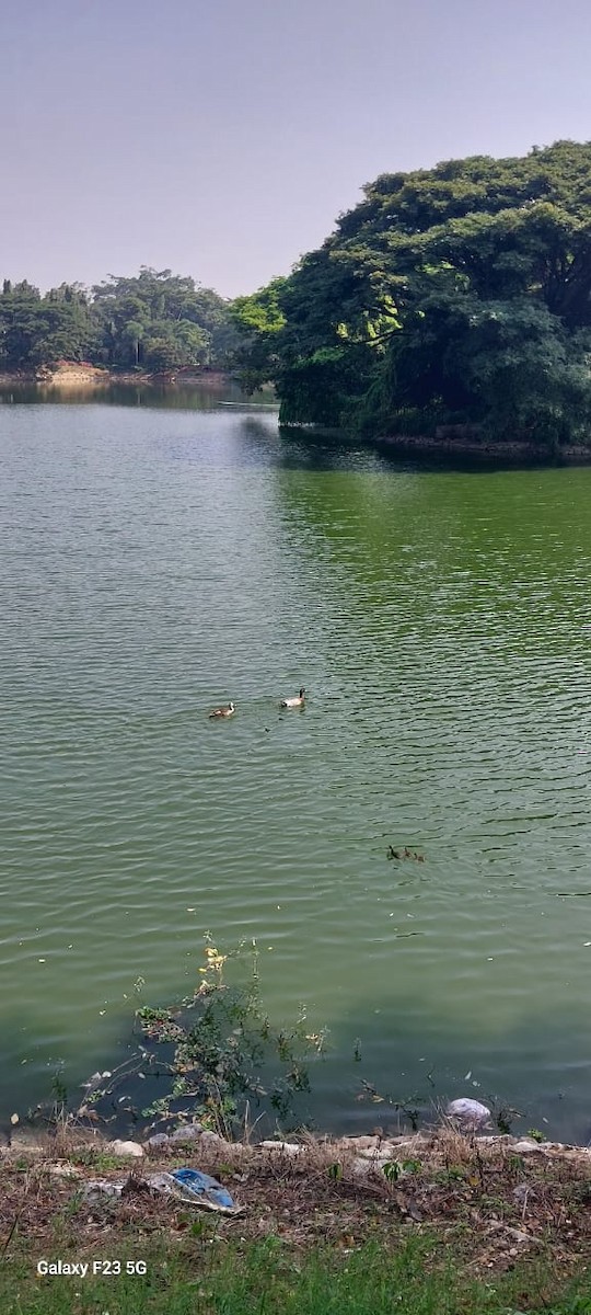 Little Grebe - ML645094152