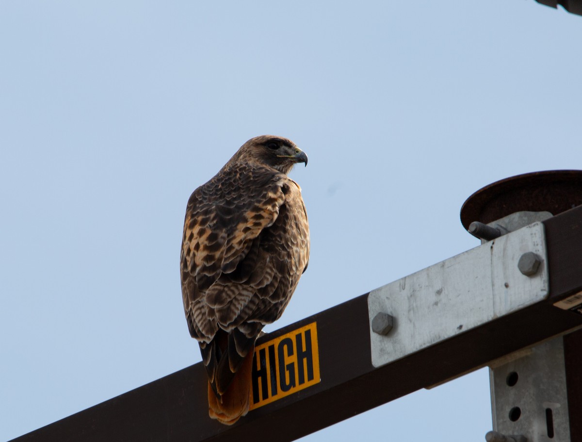 Red-tailed Hawk - ML645094166