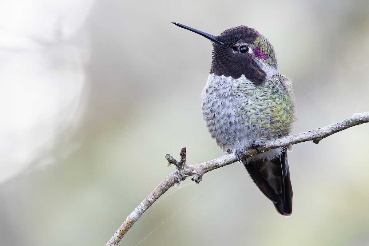 Anna's Hummingbird - ML645094169