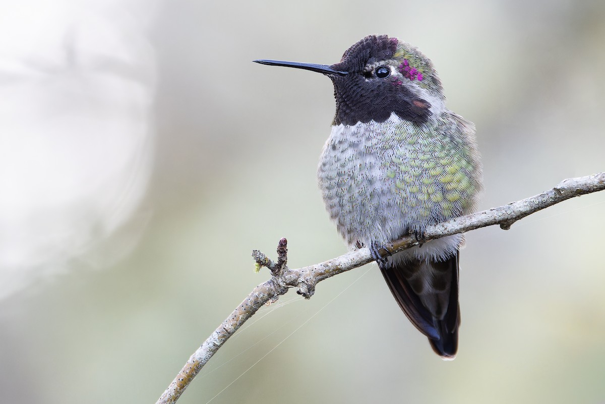 Anna's Hummingbird - ML645094170