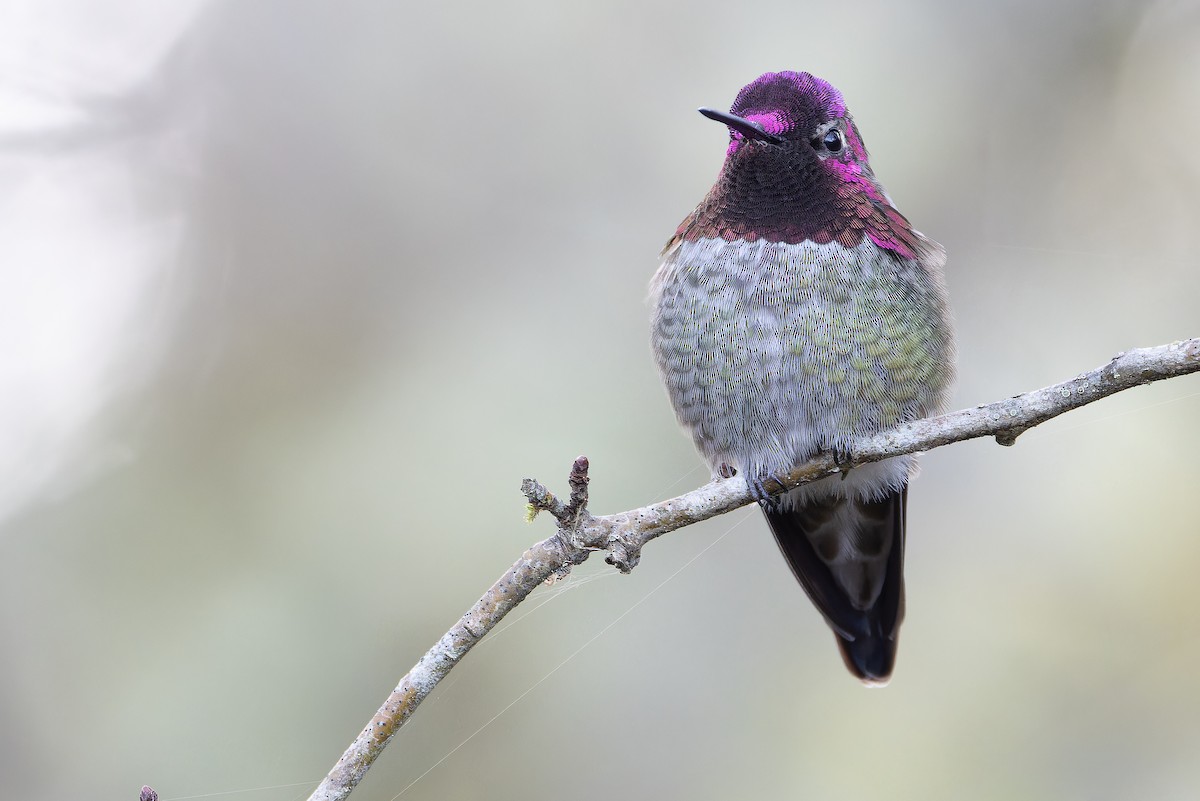 Anna's Hummingbird - ML645094171