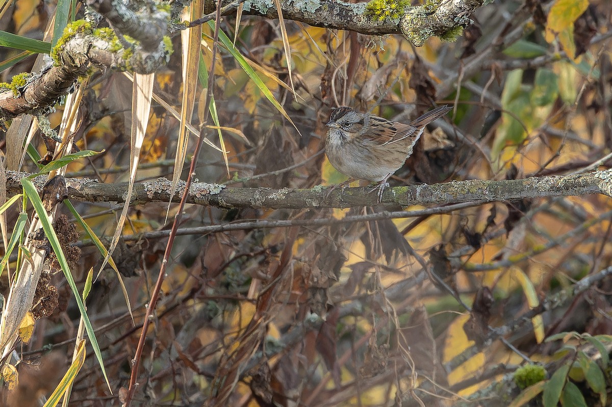 Swamp Sparrow - ML645094174