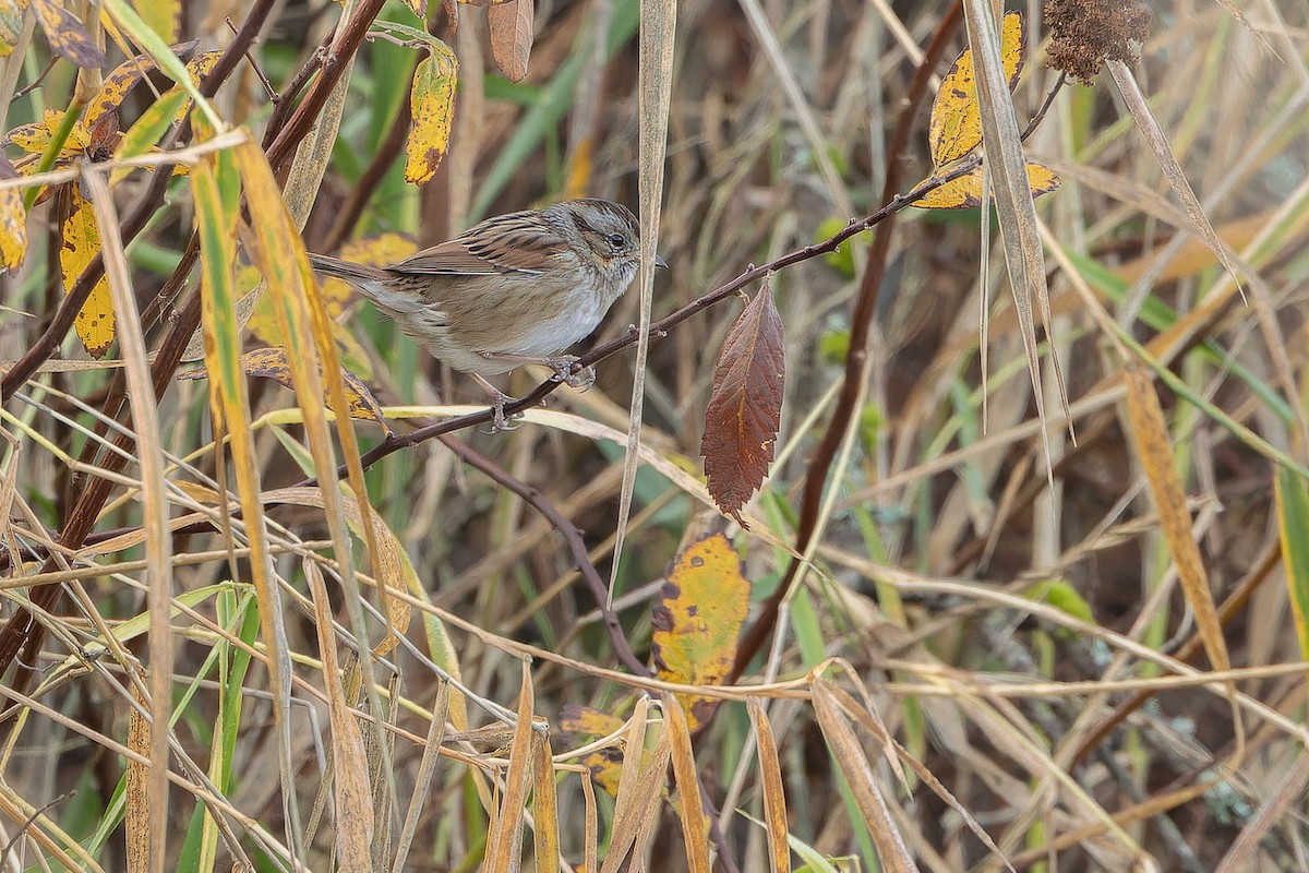 Swamp Sparrow - ML645094175