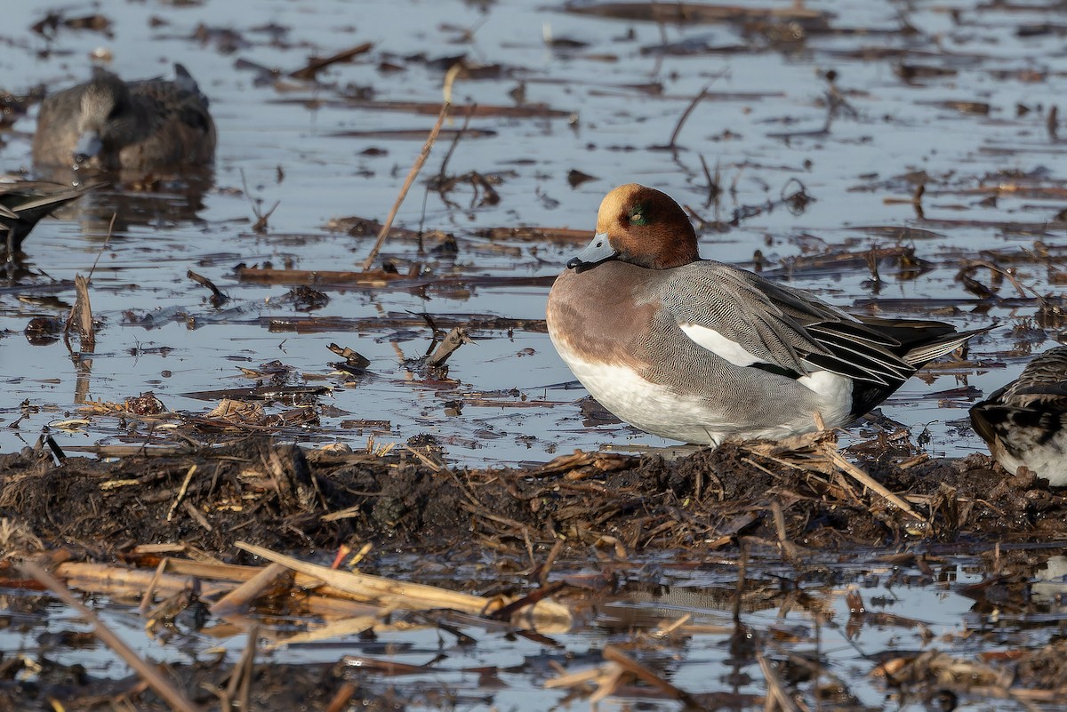 Eurasian Wigeon - ML645094178