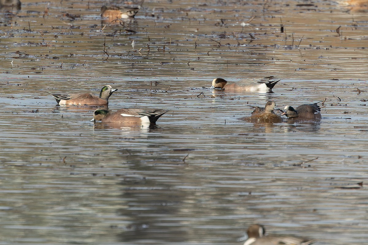 Eurasian x American Wigeon (hybrid) - ML645094182