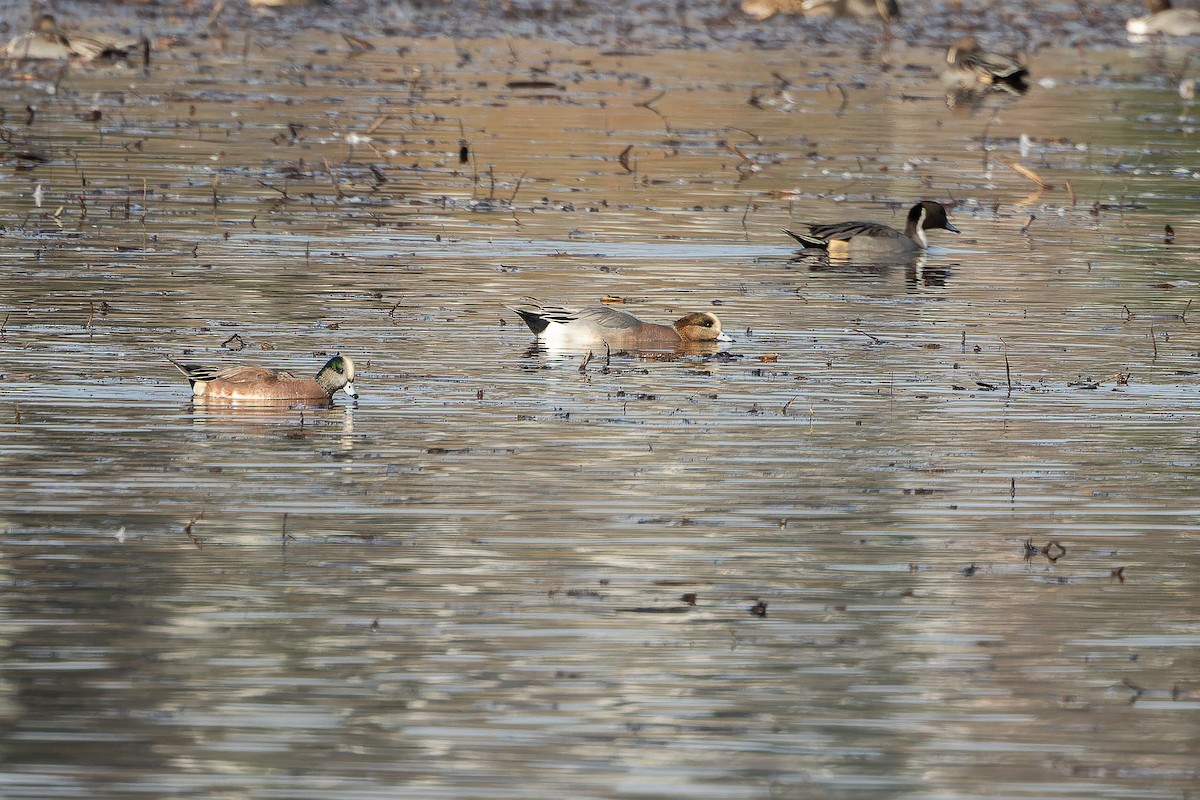 Eurasian x American Wigeon (hybrid) - ML645094183