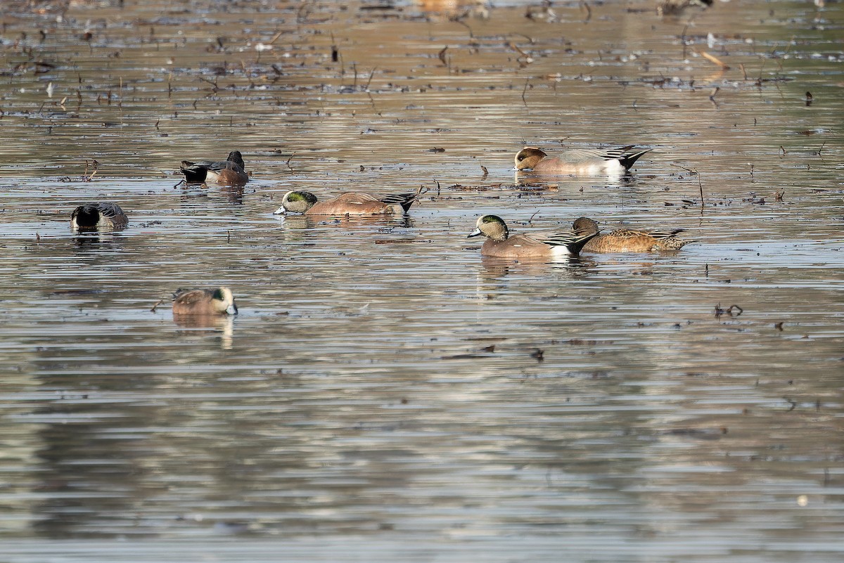 Eurasian x American Wigeon (hybrid) - ML645094184
