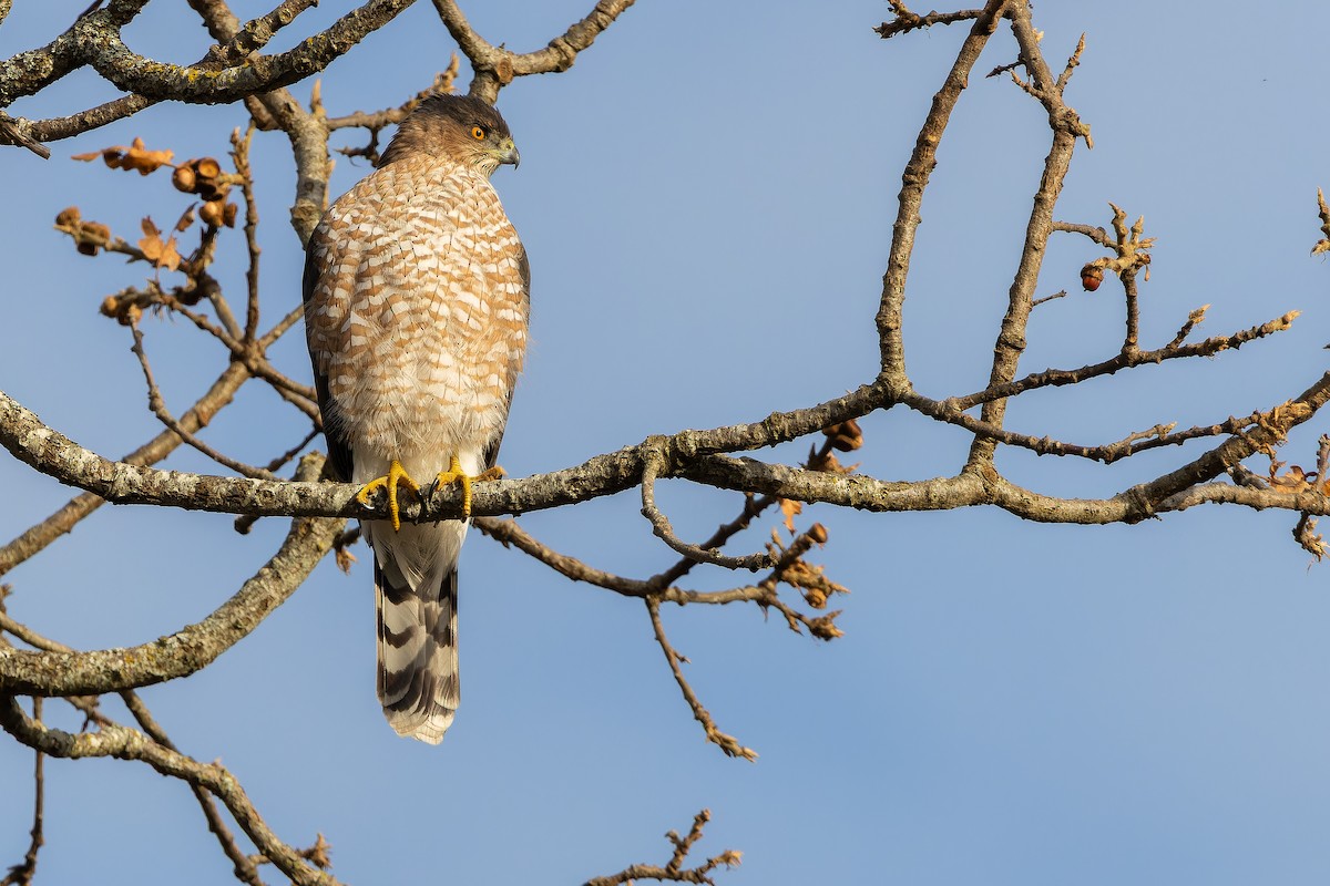 Cooper's Hawk - ML645094186