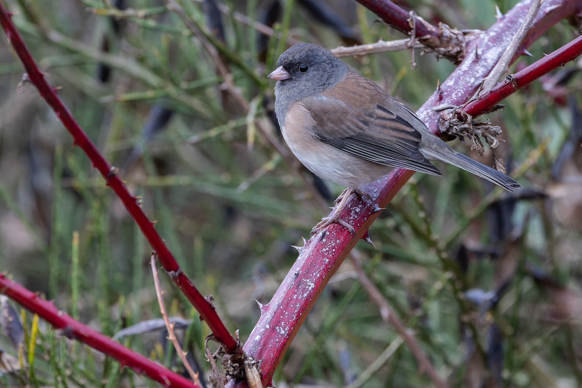 Dark-eyed Junco (Oregon) - ML645094190