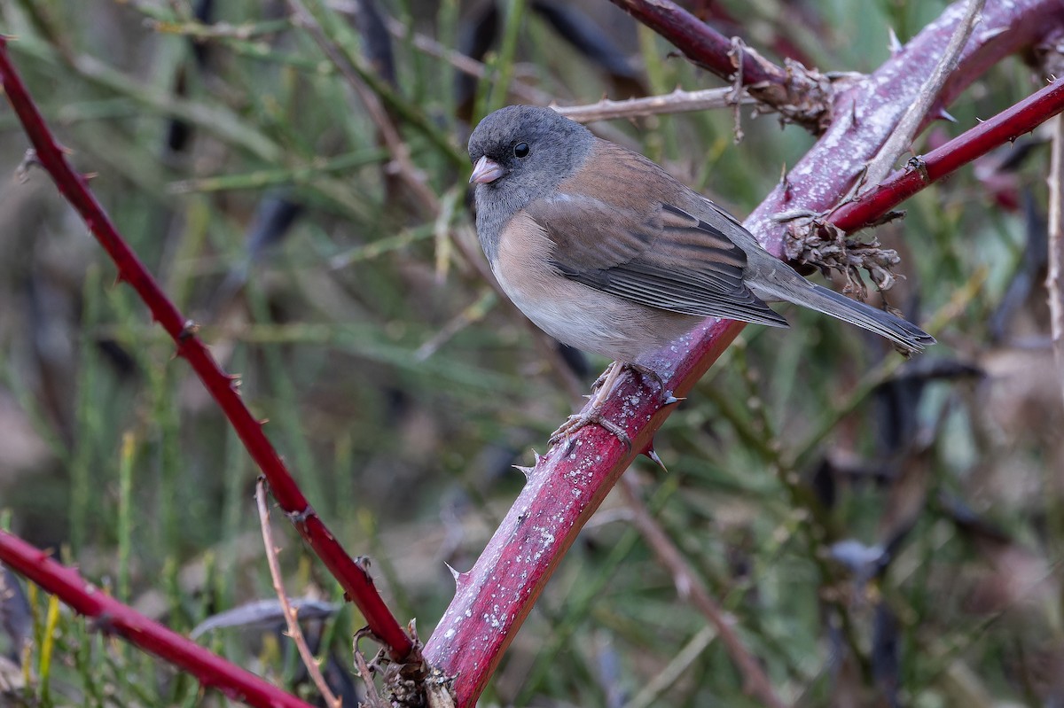 Dark-eyed Junco (Oregon) - ML645094191