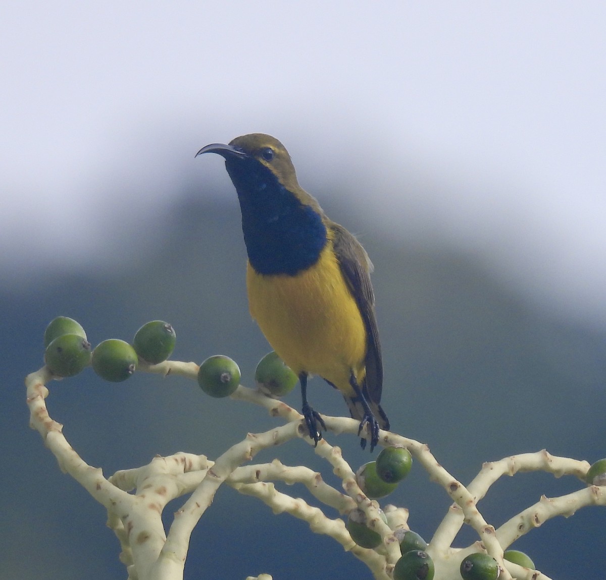 Sahul Sunbird - ML645094194