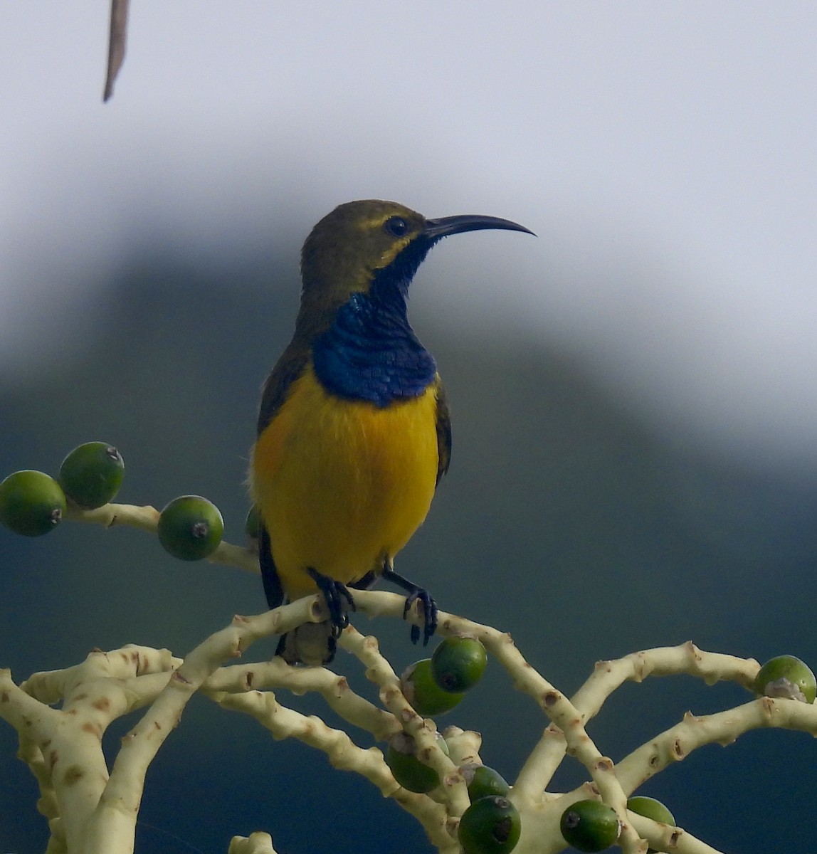 Sahul Sunbird - ML645094195