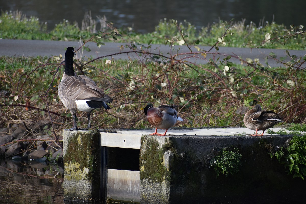 Barnacla Canadiense Grande - ML645094201