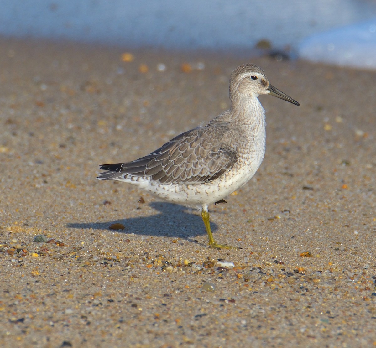 Red Knot - ML645094205