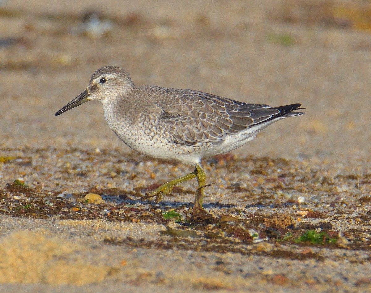 Red Knot - ML645094208