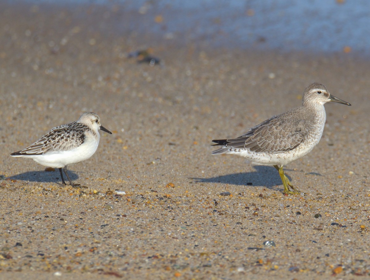 Red Knot - ML645094212