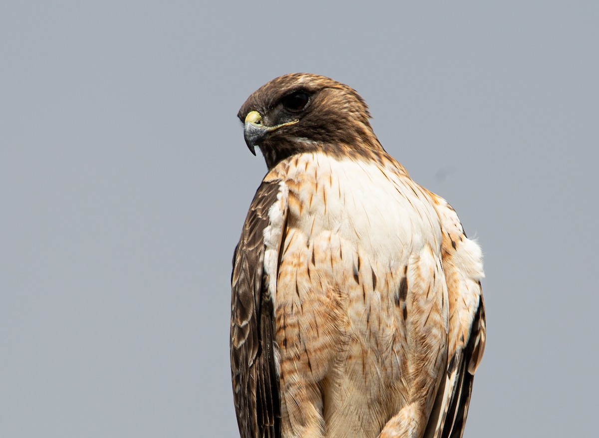 Red-tailed Hawk - ML645094233