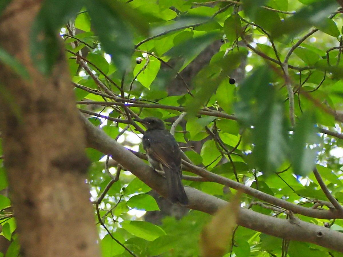 棕耳鵯 - ML645094236