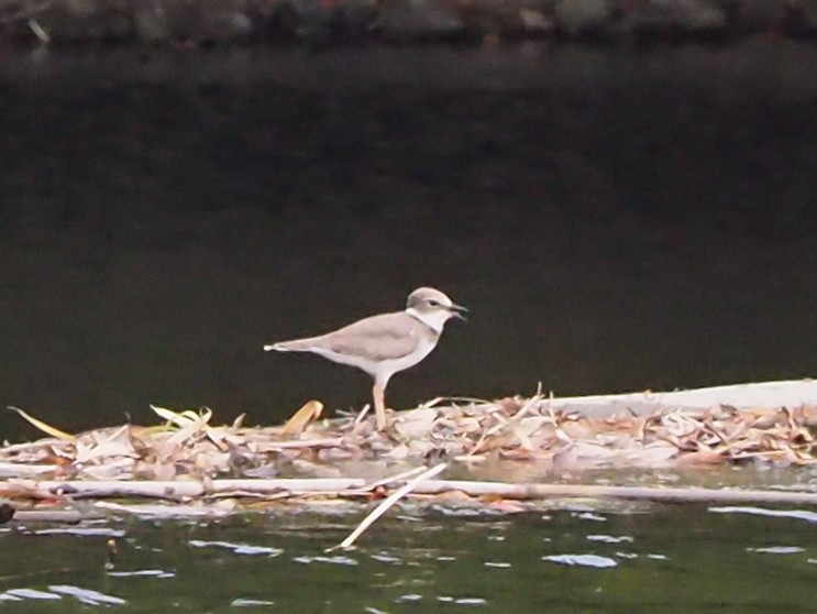 劍鴴 - ML645094246