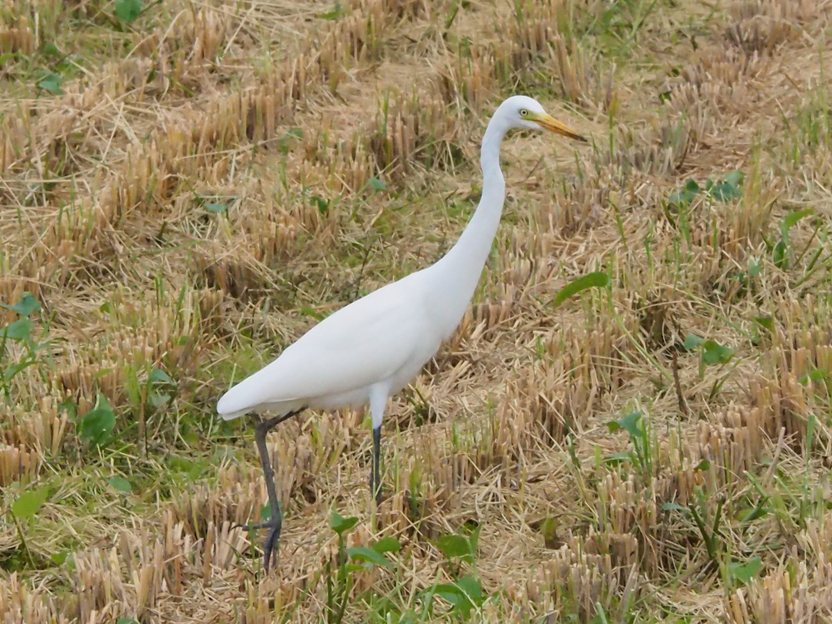 中白鷺 - ML645094251