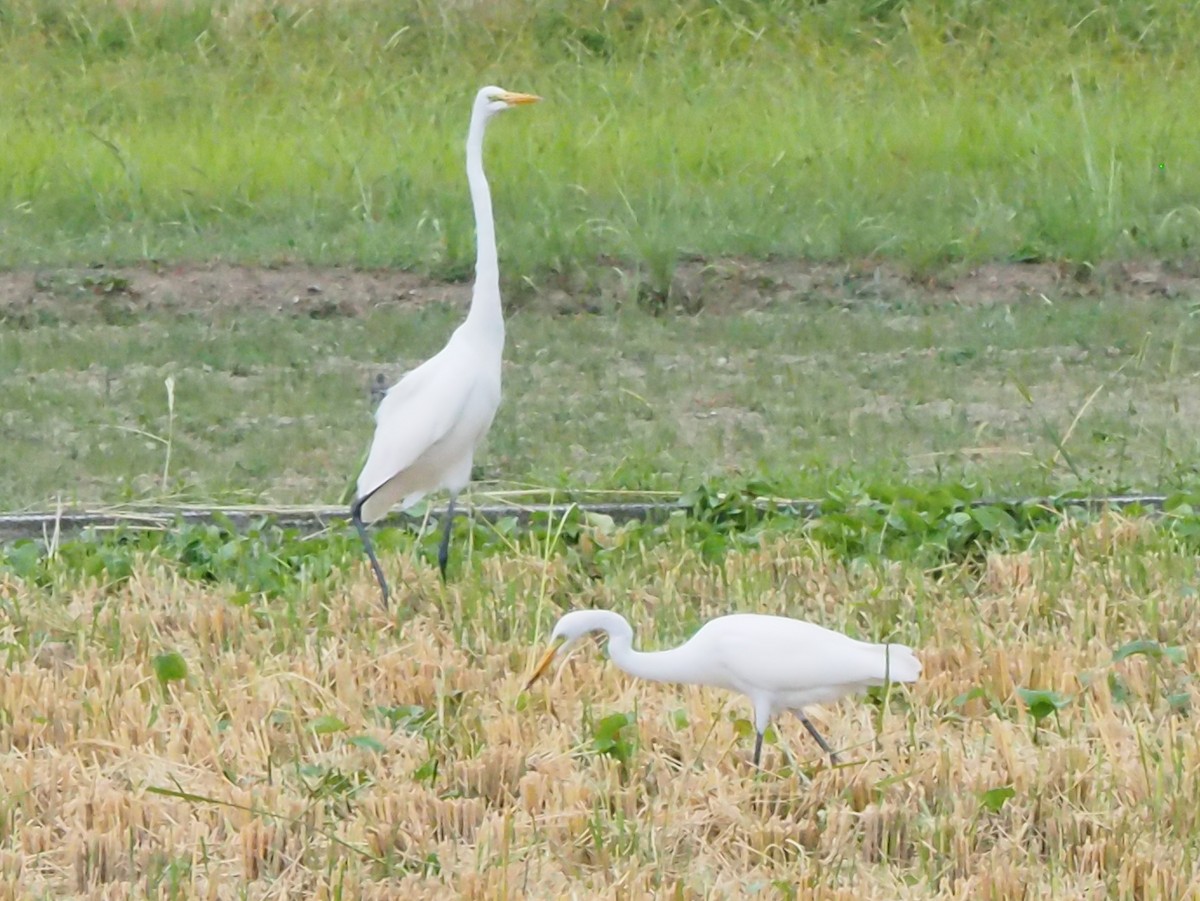 大白鷺 - ML645094263