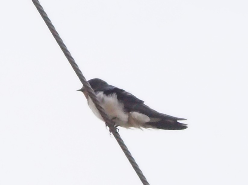 家燕 - ML645094271