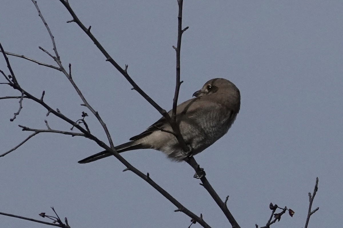 Northern Shrike - ML645094275