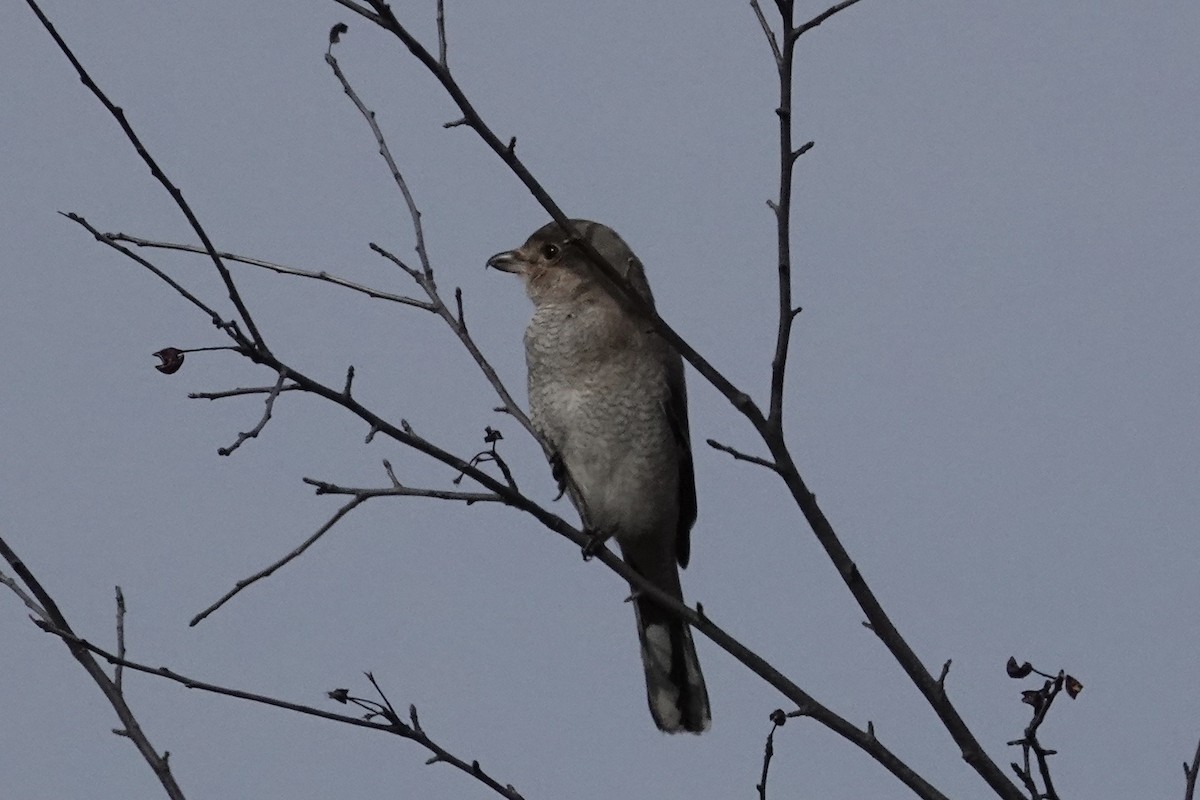Northern Shrike - ML645094276