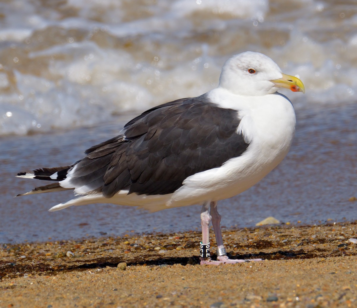 Büyük Kara Sırtlı Martı - ML645094277