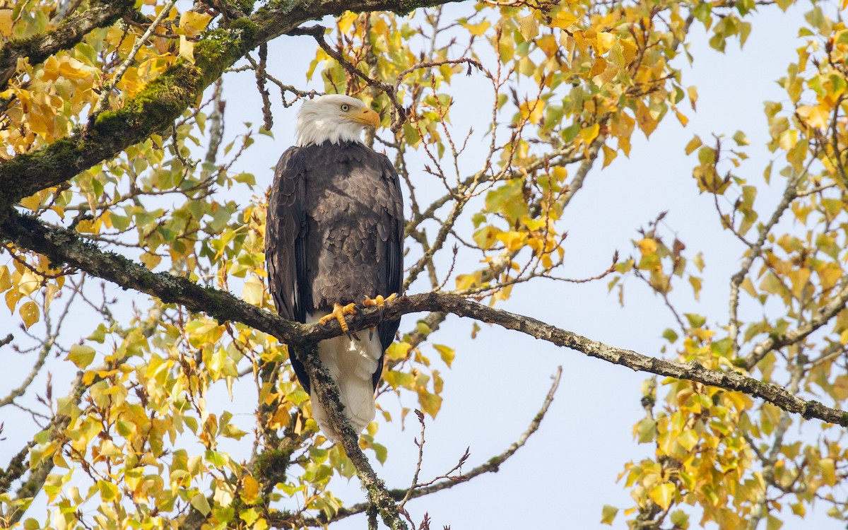 Bald Eagle - ML645094281
