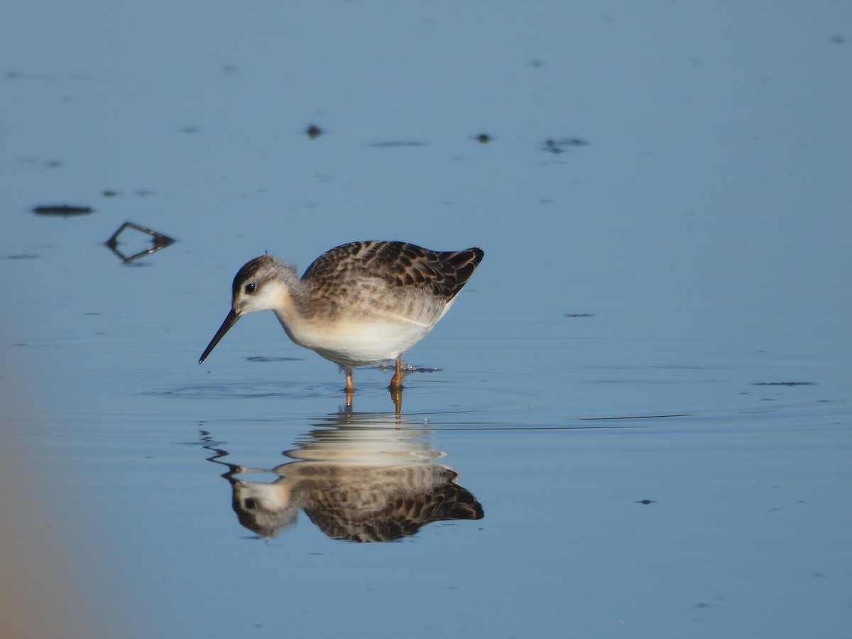 Wilson's Phalarope - ML645094282